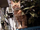 ���́A���̔L�͂����̔L�ł��B�J���L�̎ʐ^���܂��Ȃ��̂�...